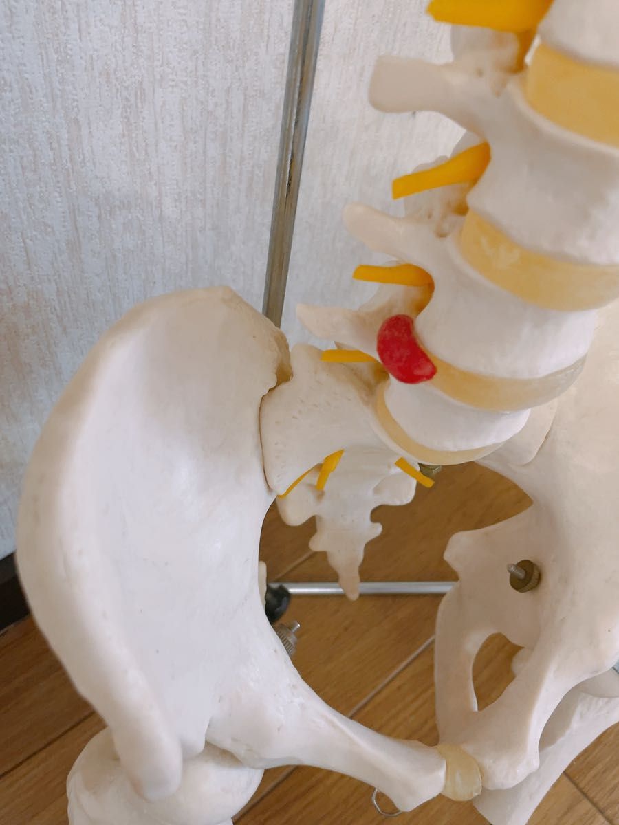 スタンドなし 脊柱骨盤股関節 人体模型 大腿骨付 実物大-