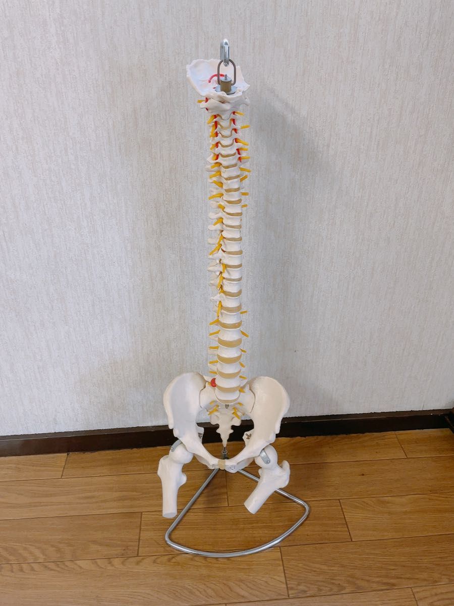 脊柱模型 - 脊柱可動型モデル，大腿骨付 - 3B Scientific - 試験用品