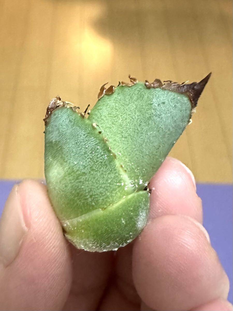 アガベ 多肉植物 チタノタ ワニガメ 鰐亀 自家繁殖優良血統極上子株 アガベ 多肉植物 チタノタ ワニガメ 鰐亀 自家繁殖優良血統極上子株