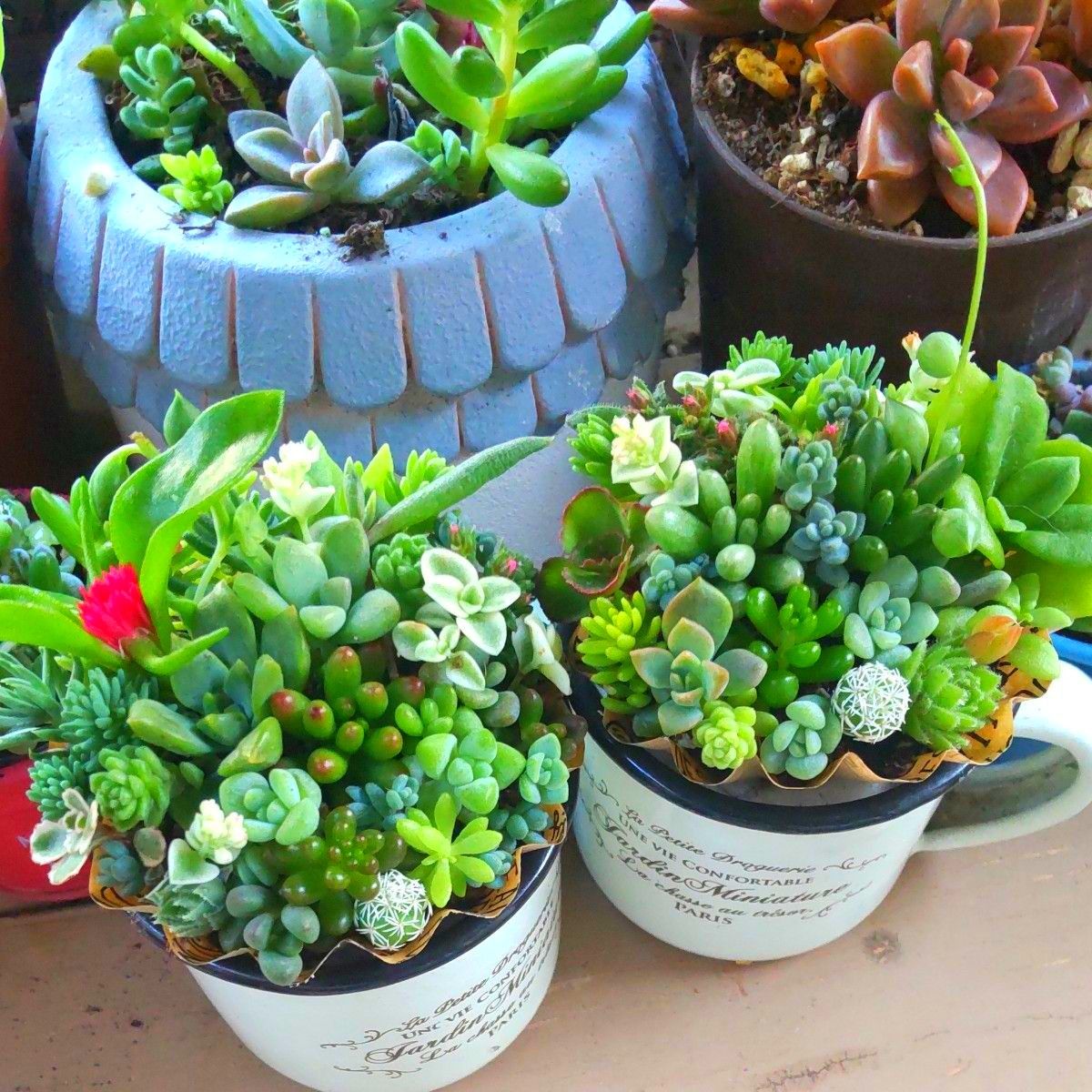 多肉植物 セダムの寄せ植え そのまま飾れる 1セット|Yahoo 多肉植物 セダムの寄せ植え そのまま飾れる 1セット|Yahoo