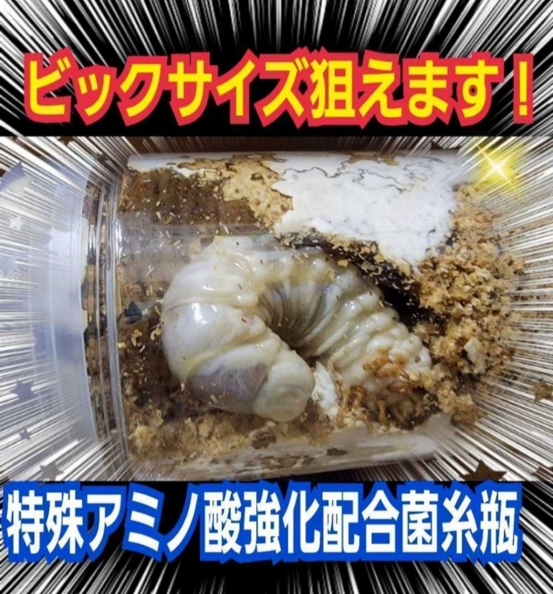 特殊アミノ酸入り！特選オオヒラタケ菌糸瓶【3本】国産オオクワガタ85ミリ羽化実績！トレハロース、キトサン、ローヤルゼリー強化配合！