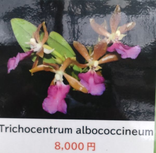 北軽ガーデン】＊熱帯植物＊Trichocentrum albococcineum＊洋ラン原種