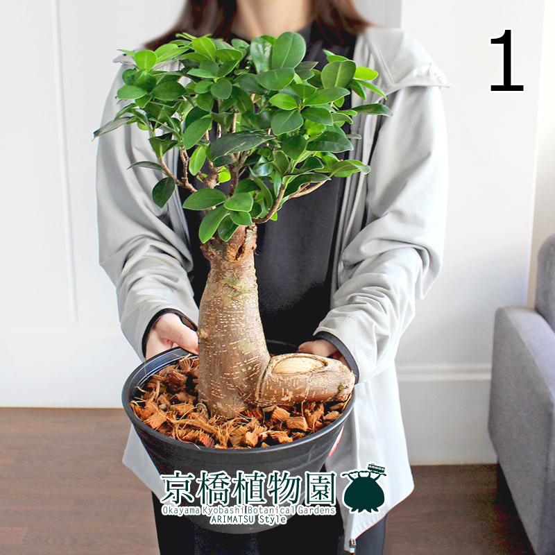 現品】ガジュマル 7号 黒セラアート鉢（1）Ficus microcarpa (F