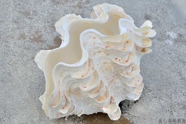ヒレジャコ貝の貝殻（シャコガイ　シャコ貝）30cm前後　1組　送料無料　正規品【美ら海熱帯魚】_画像6
