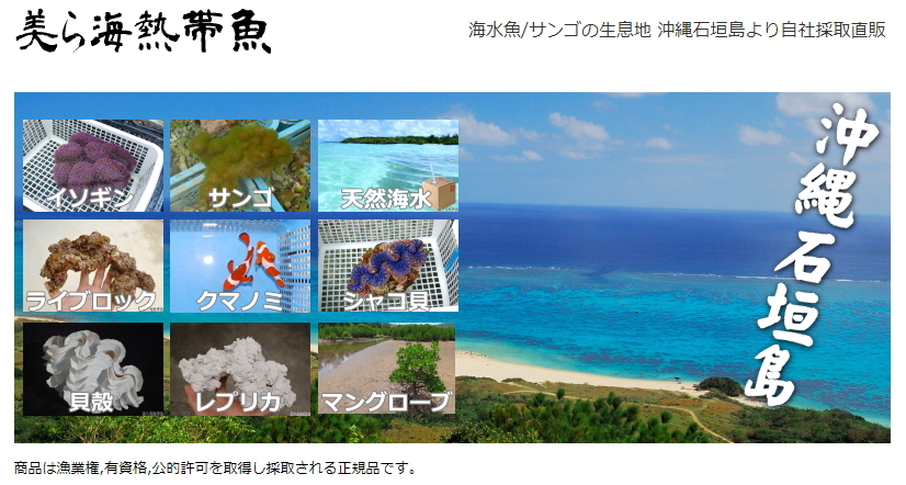 ヒレジャコ貝の貝殻(シャコガイ シャコ貝)30cm前後 1組 送料 ヒレジャコ貝の貝殻(シャコガイ シャコ貝)30cm前後 1組 送料