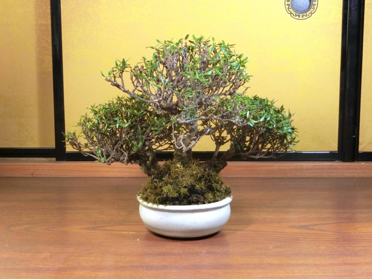 * shohin bonsai ...( Chile men kazla) root ream becomes height of tree 15. pot | white .. flat cheap rainbow Izumi 