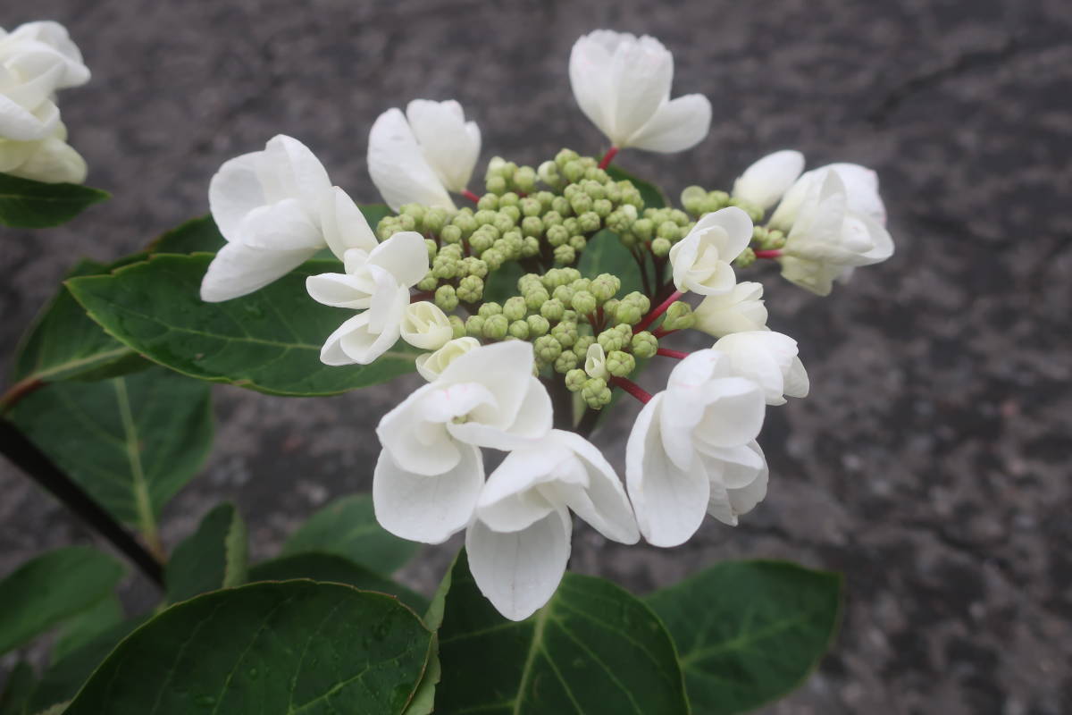 ∮ 大人気 最新花 ハイドランジア 黒軸 白花 アジサイ チョコ ∮ 大人気 最新花 ハイドランジア 黒軸 白花 アジサイ チョコ