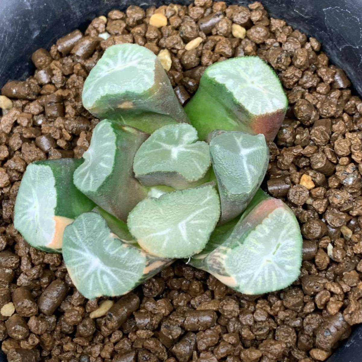 Yahoo!オークション - 多肉植物 ハオルチア 万象錦 玉龍1 Yahoo!オークション - 多肉植物 ハオルチア 万象錦 玉龍1