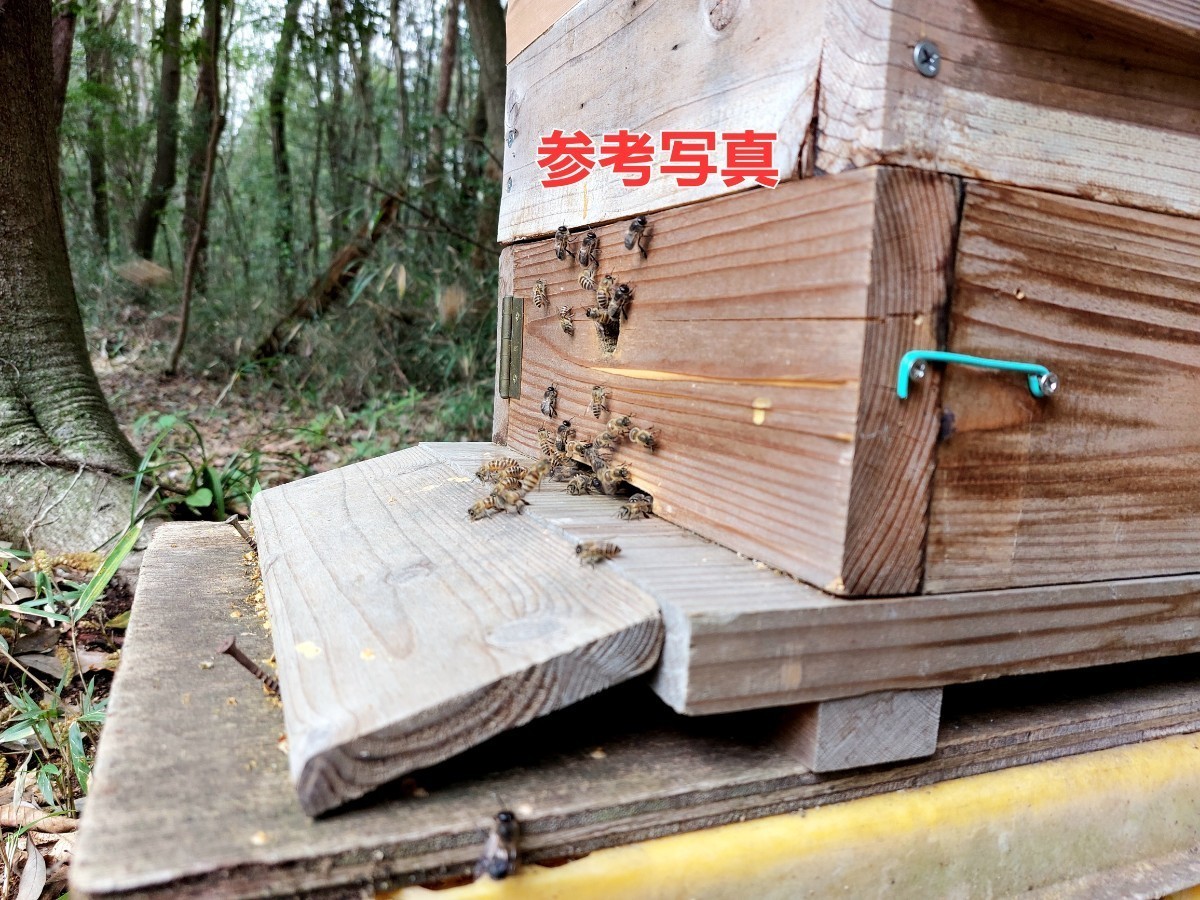 【花紋養蜂場】日本蜜蜂巣箱(重箱式)　基台+継箱4段_画像8