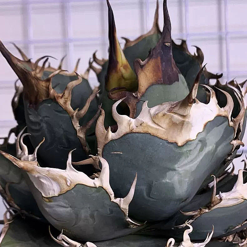 Yahoo!オークション - アガベ チタノタ 巨獣 Agave titanota Yahoo!オークション - アガベ チタノタ 巨獣 Agave titanota