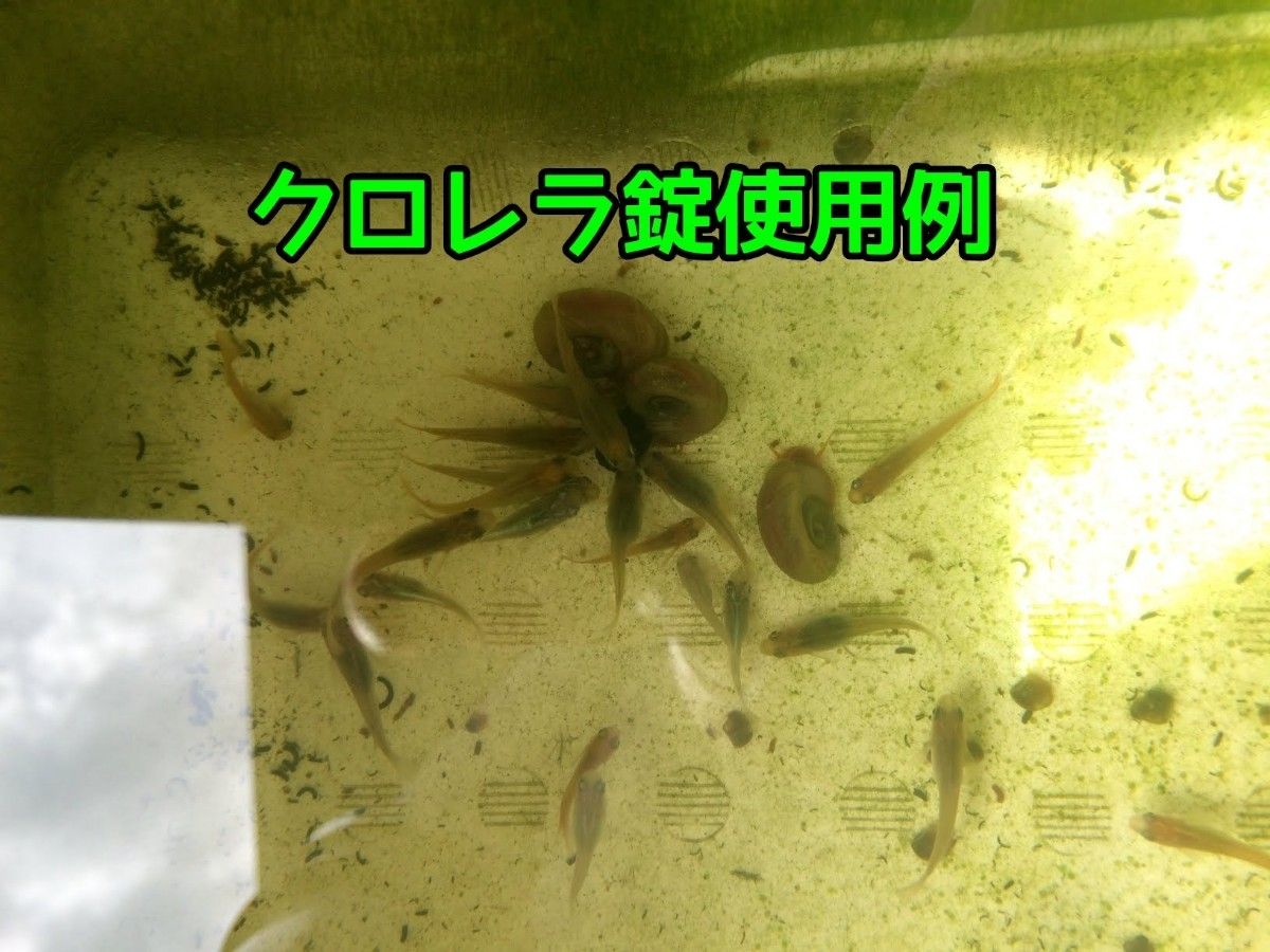観賞魚用クロレラ200錠（1割増量中!）