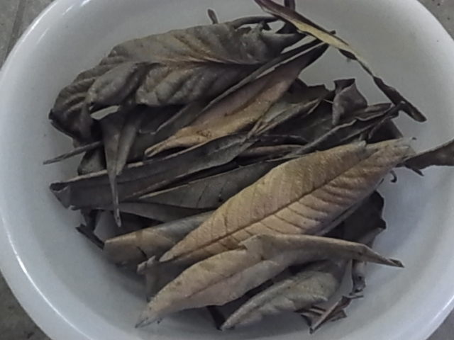 ビワの枯れ葉　30枚　ザリガニ・シュリンプ等のエサに　無農薬　 DG_画像1