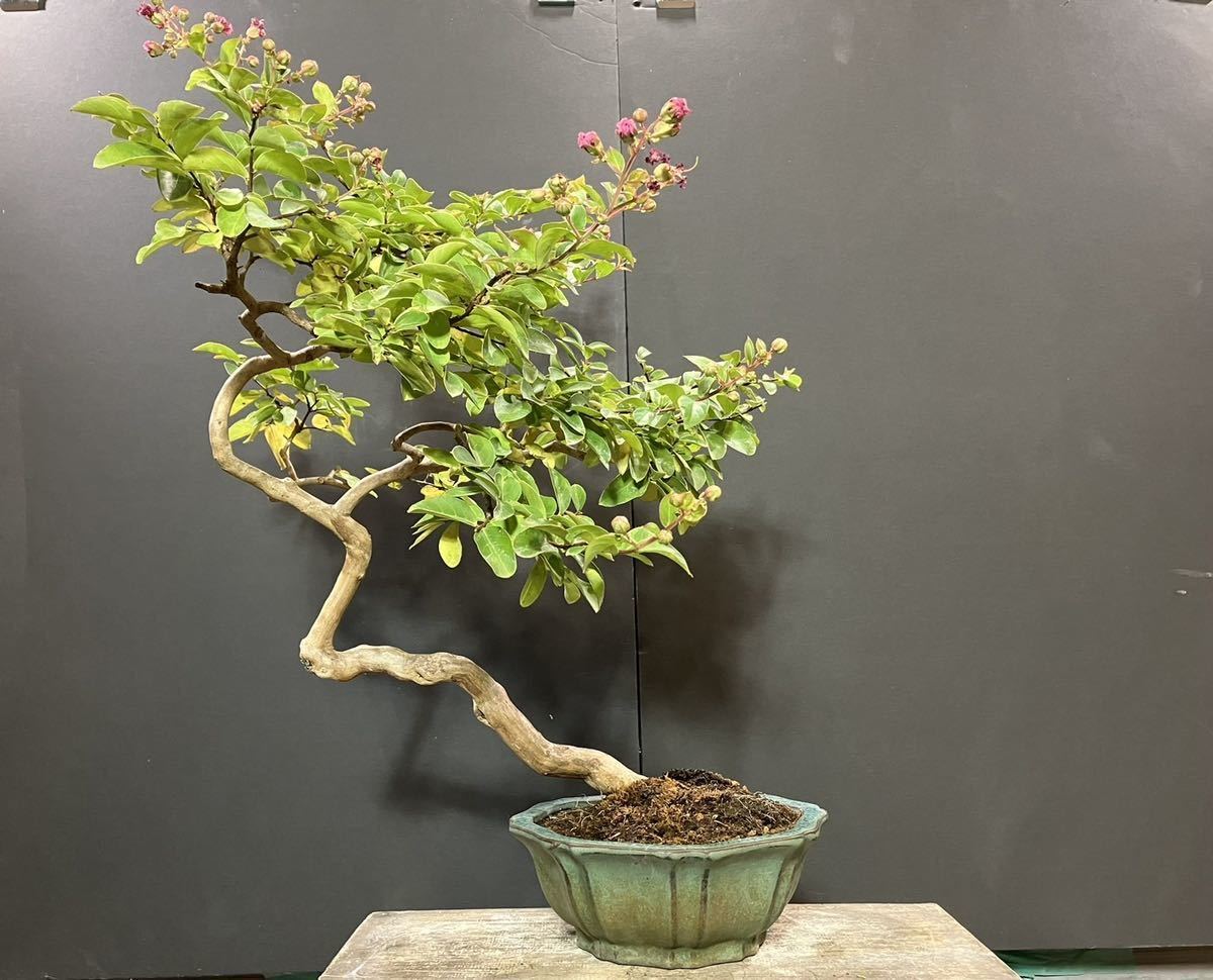 文人風 サルスベリ ◇◇ 樹高約76cm ' 盆栽 ' 盆栽鉢 ' 花物盆栽 ' 真