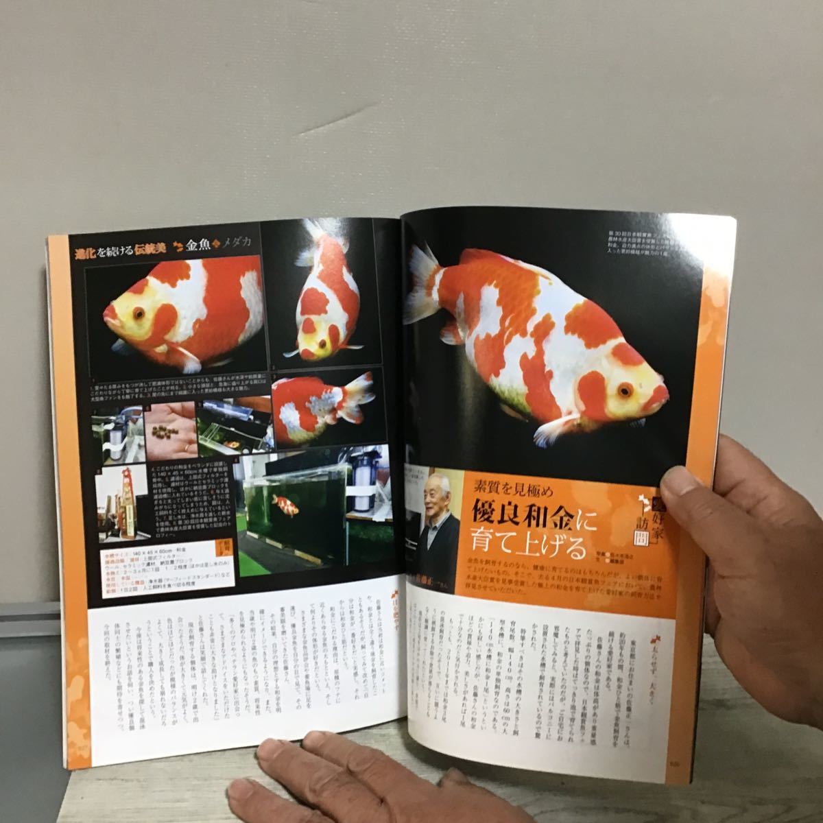  fish magazine 2012.7k① evolution . continue tradition beautiful goldfish &me Dakar goldfish selection me Dakar selection betta s pre ntens