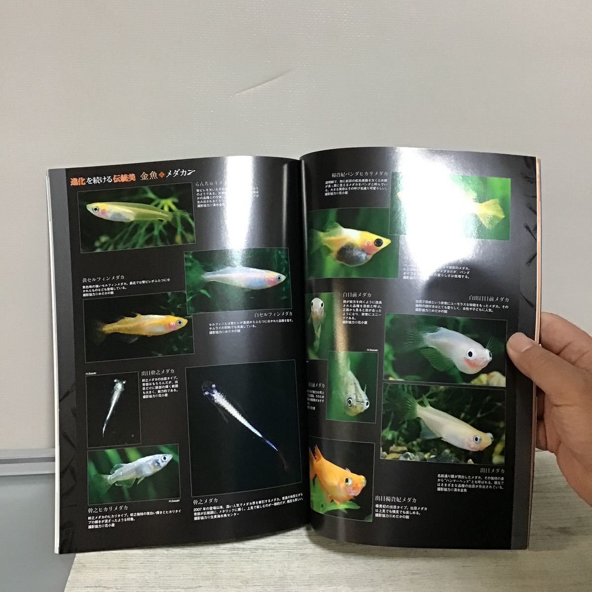  fish magazine 2012.7k① evolution . continue tradition beautiful goldfish &me Dakar goldfish selection me Dakar selection betta s pre ntens