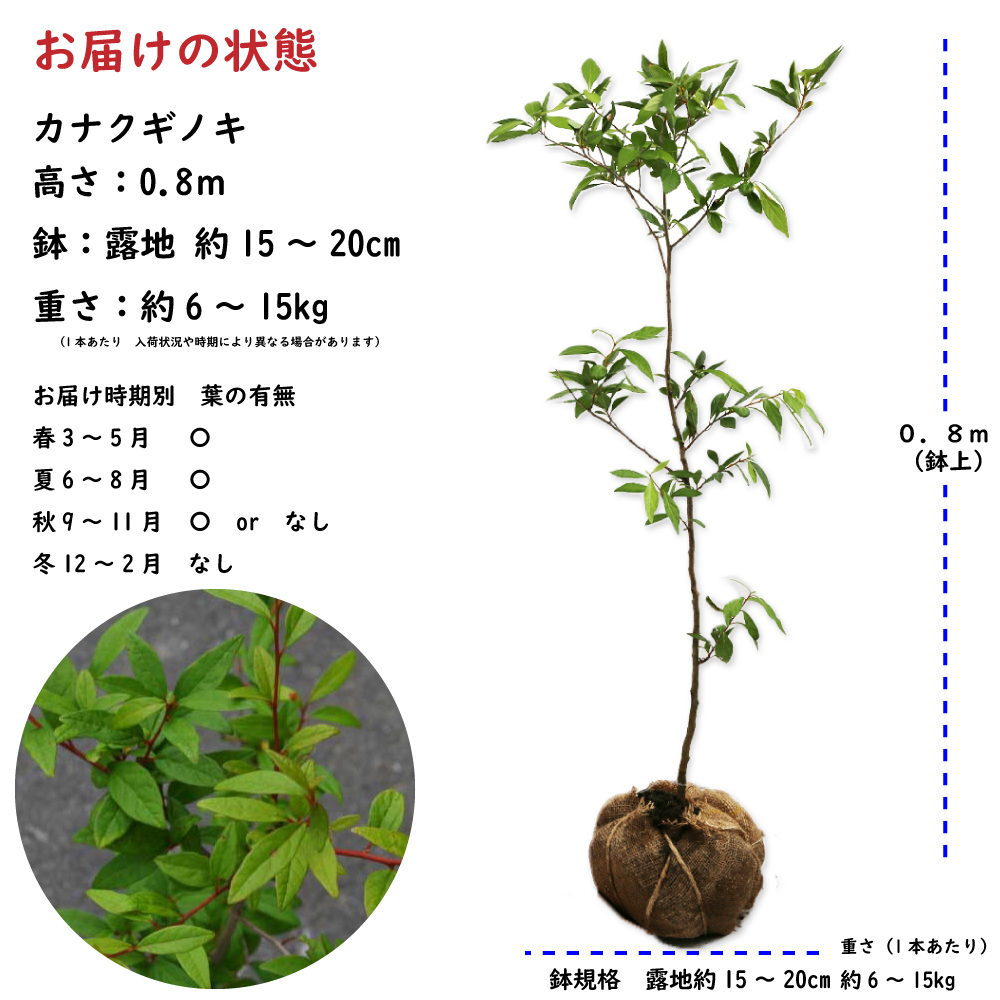 現品》ソヨゴ 株立ち(雌株・メス株) 樹高1.8m(根鉢含まず)393 現品》ソヨゴ 株立ち(雌株・メス株) 樹高1.8m(根鉢含まず)393