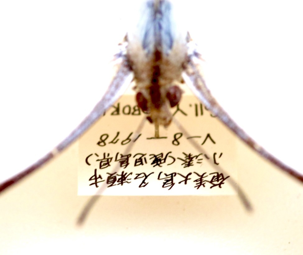 蝶標本 野外品 ツマベニチョウ Hebomoia glaucippe /g.liukiuensis /g.cincia /g.shirozui 産地別 コレクション 研究用 ドイツ箱_画像7