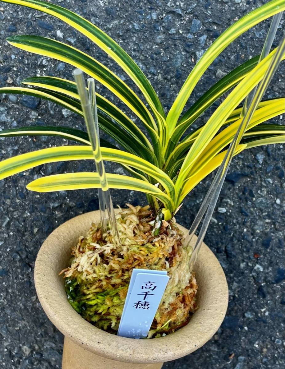 富貴蘭九州宮崎県産最上芸特選株【高千穂】伝統園芸東洋蘭斑入り 富貴蘭九州宮崎県産最上芸特選株【高千穂】伝統園芸東洋蘭斑入り