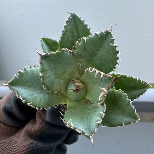 アガベチタノタ多肉植物フィリグリー圓葉拇指極上株-日本代購代Bid第