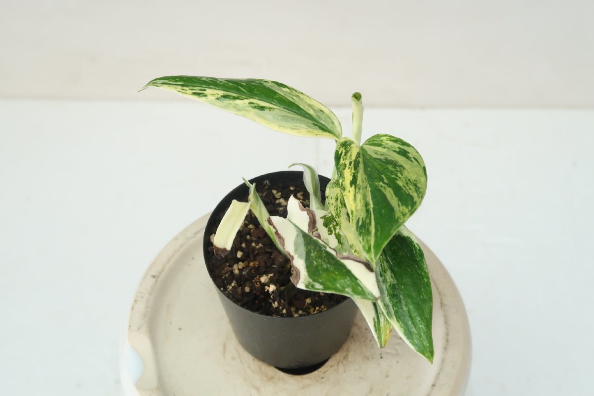 モンステラ spペルー バリエガータ 斑入り観葉植物 シャトルコック