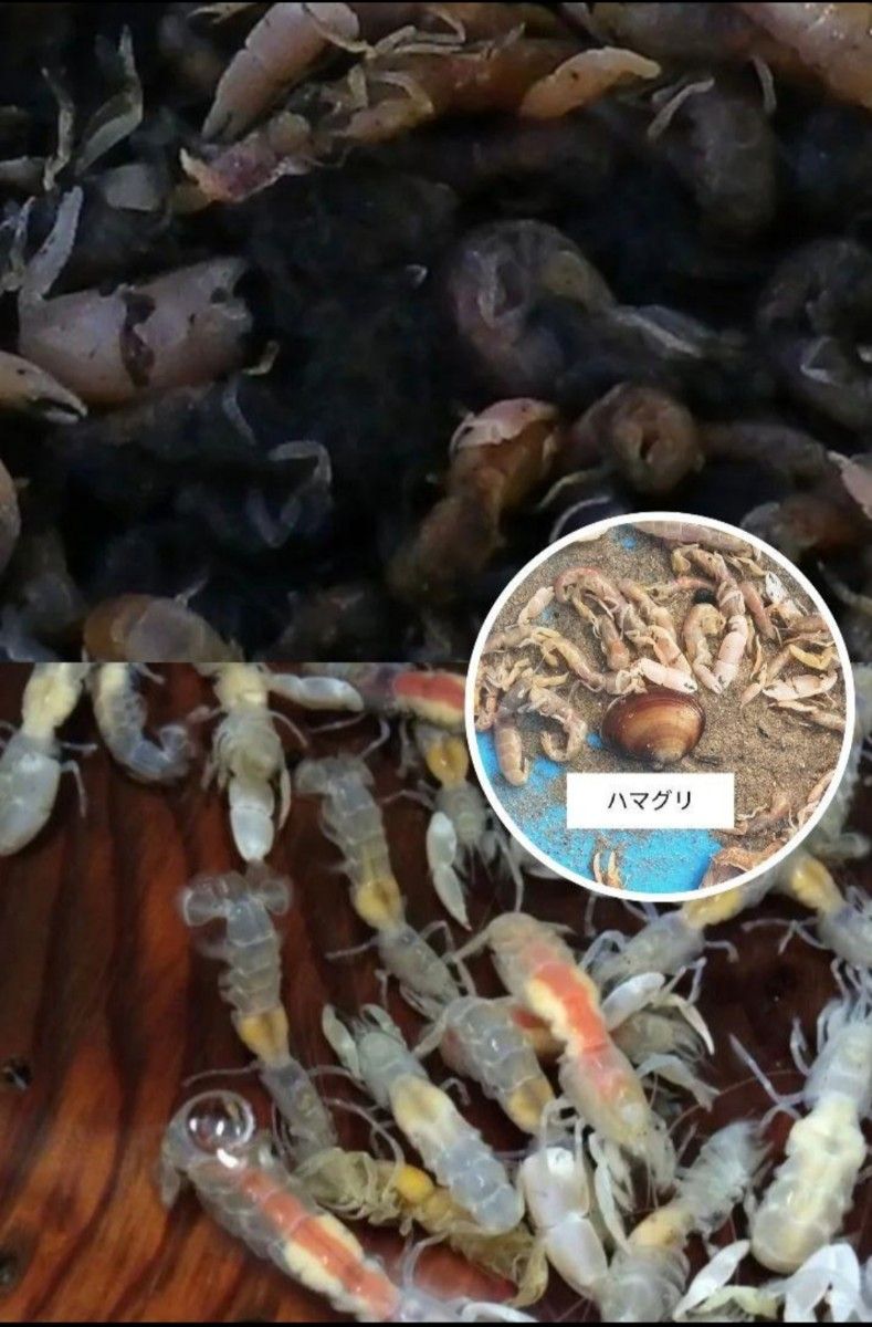 ヤビーポンプ カメジャコ スナモグリ 穴ジャコ 黒鯛 釣餌 ヤビーポンプ カメジャコ スナモグリ 穴ジャコ 黒鯛 釣餌