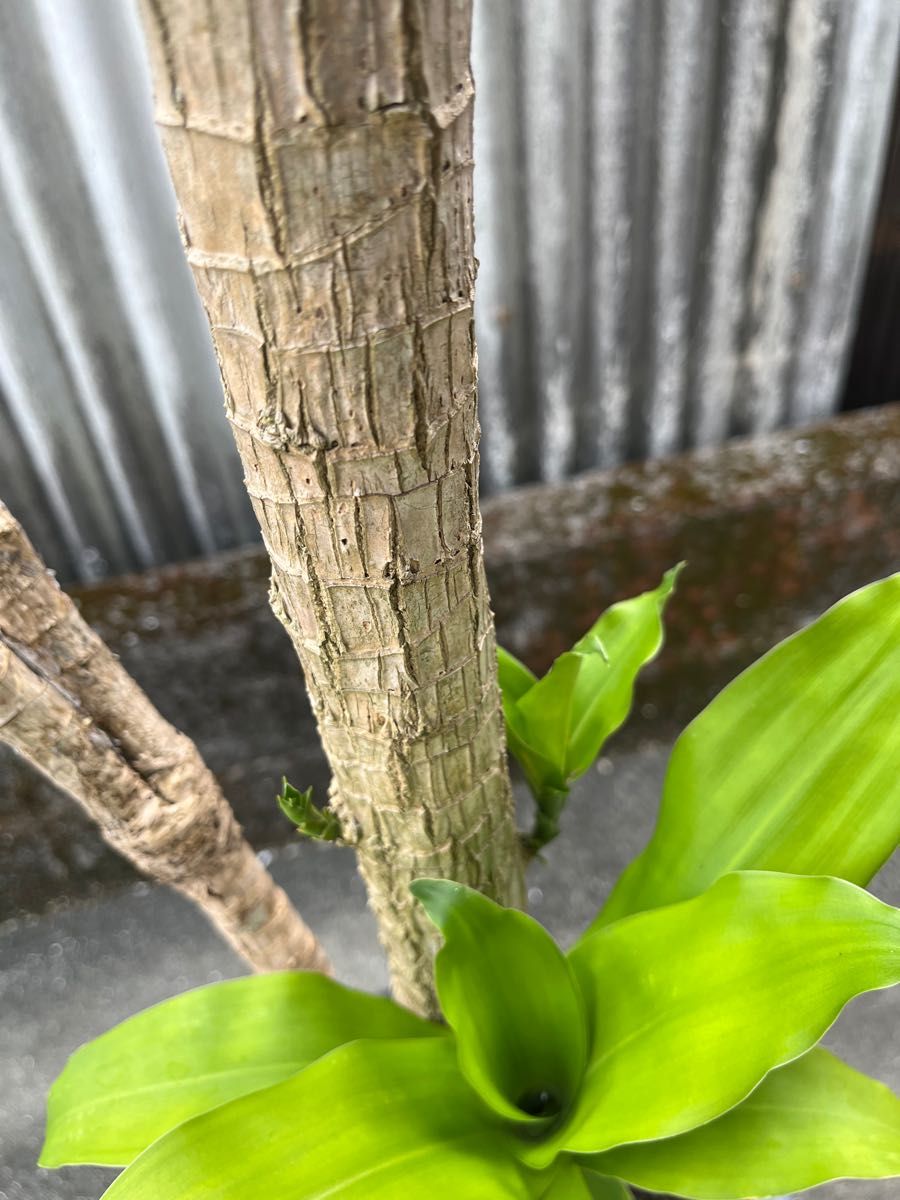 観葉植物　ドラセナ・フラグランス・マッサンゲアナ（幸福の木）