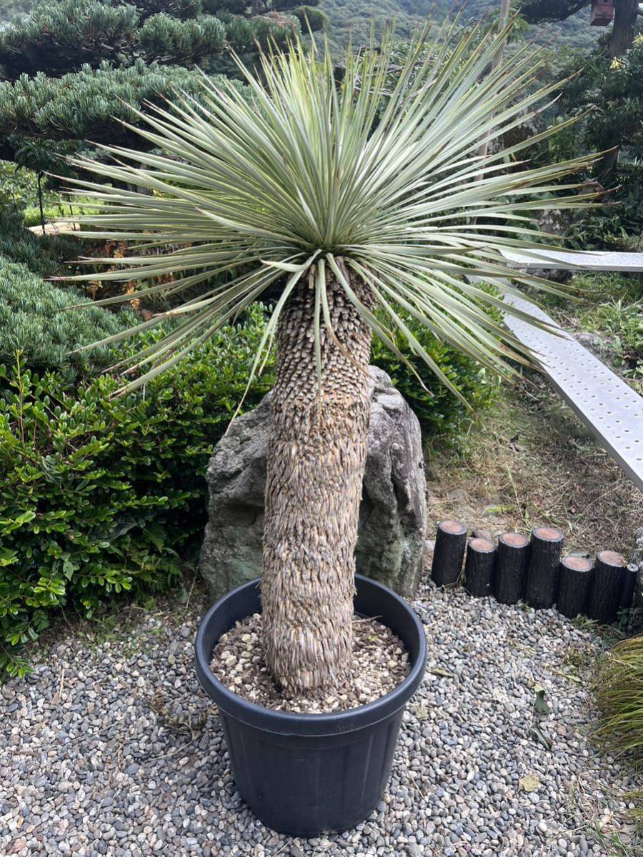 幹立ちユッカ ロストラータ ドライガーデン 地植え-