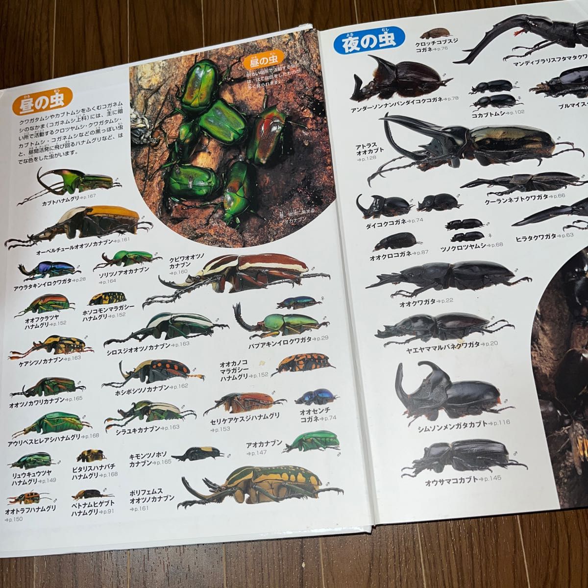 小学館の図鑑NEO カブトムシ クワガタ|Yahoo!フリマ(旧PayPay 小学館の図鑑NEO カブトムシ クワガタ|Yahoo!フリマ(旧PayPay