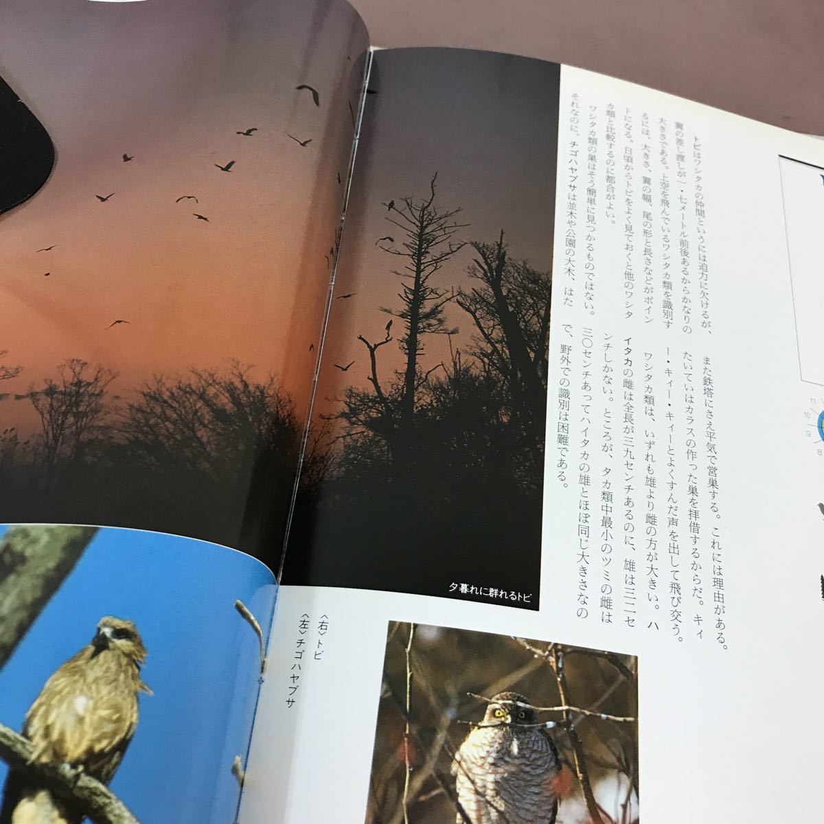 A59-002 札幌の鳥たち 林大作 他 北海道大学図書刊行会 _画像5