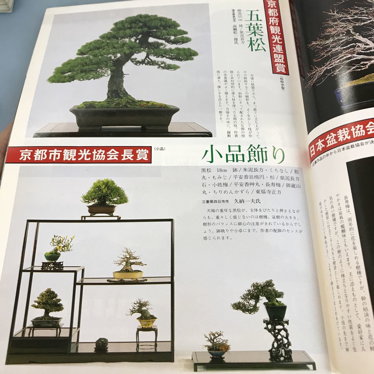 A58-126 盆栽総合誌 月刊近代盆栽 1986 2 創刊百号記念① 名樹百選・人気投票2 トップ対談 3 黒松25年の樹歴 近代出版_画像8