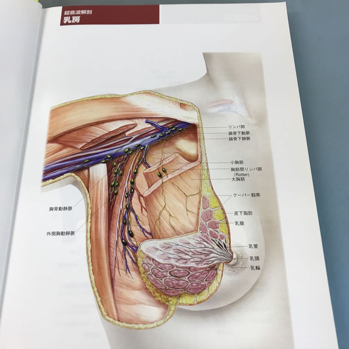 A64-051 生涯教育シリーズ-57 実践エコー診断 日本医師会雑誌特別号第126号第8号 JMA 日本医師会 監修・編集 跡見 祐 秋元 伸 伊東紘一 他_画像8