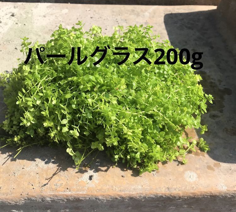  free shipping Kagoshima finger . production pearl-grass 200g natural hot spring water .. cultivation. natural thing coming off .