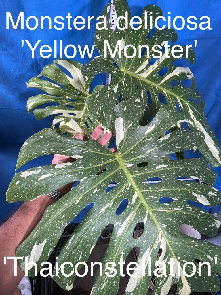 822 斑入り モンステラ デリシオーサ イエローモンスター Monstera