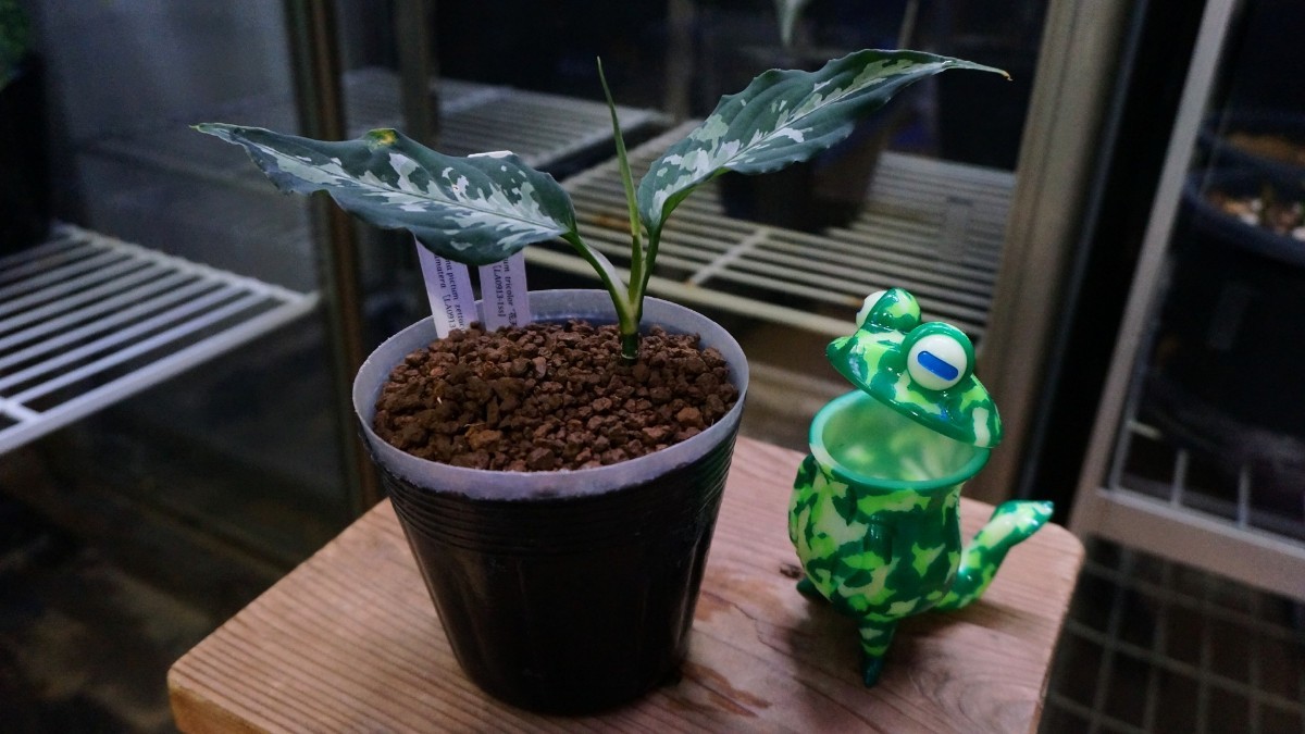 アグラオネマ ピクタム 花天狂骨 かてんきょうこつ LA便 アグラオネマ ピクタム 花天狂骨 かてんきょうこつ LA便