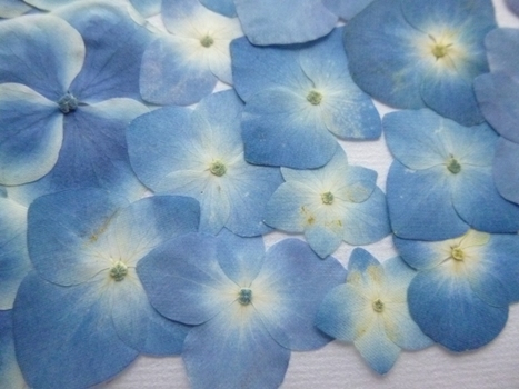  вдавлено цветок материалы : гортензия с дефектом товар ( 160 засушенный цветок материалы )
