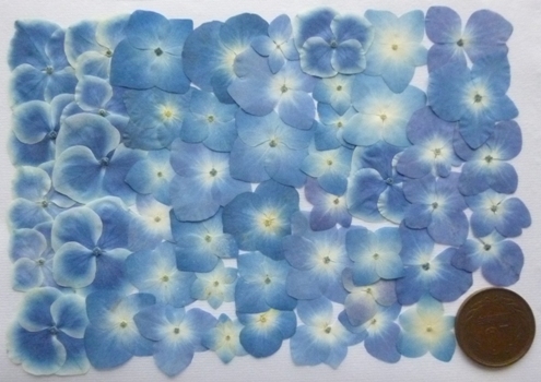  вдавлено цветок материалы : гортензия с дефектом товар ( 160 засушенный цветок материалы )