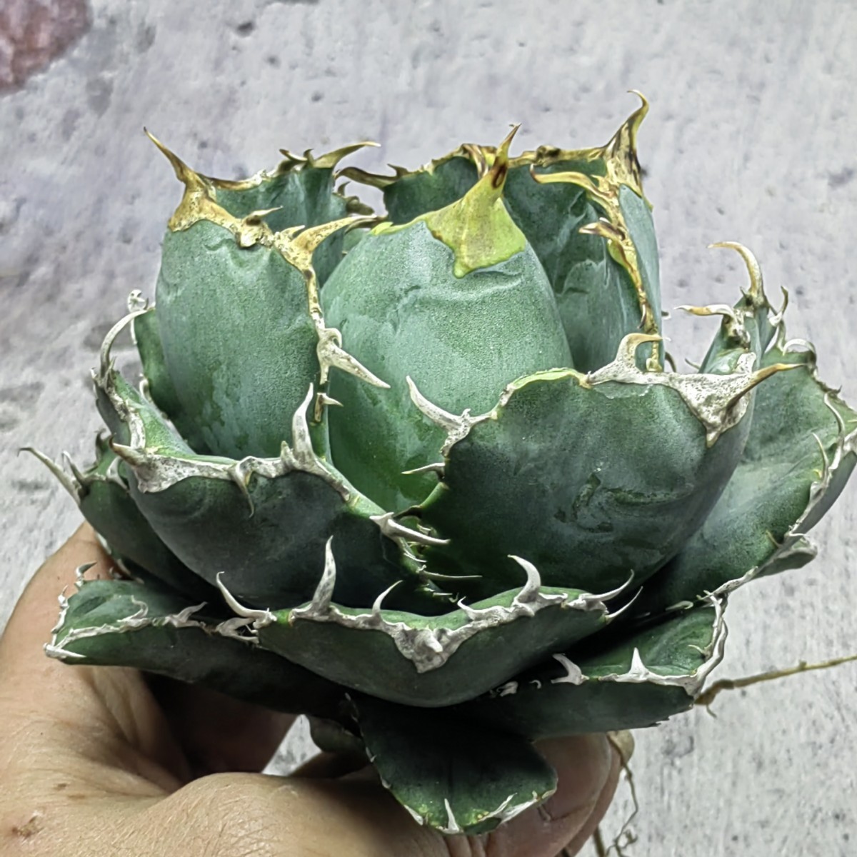 Y416 アガベチタノタ正規版白鯨Agave titanota Beluga angel 達磨葉丸