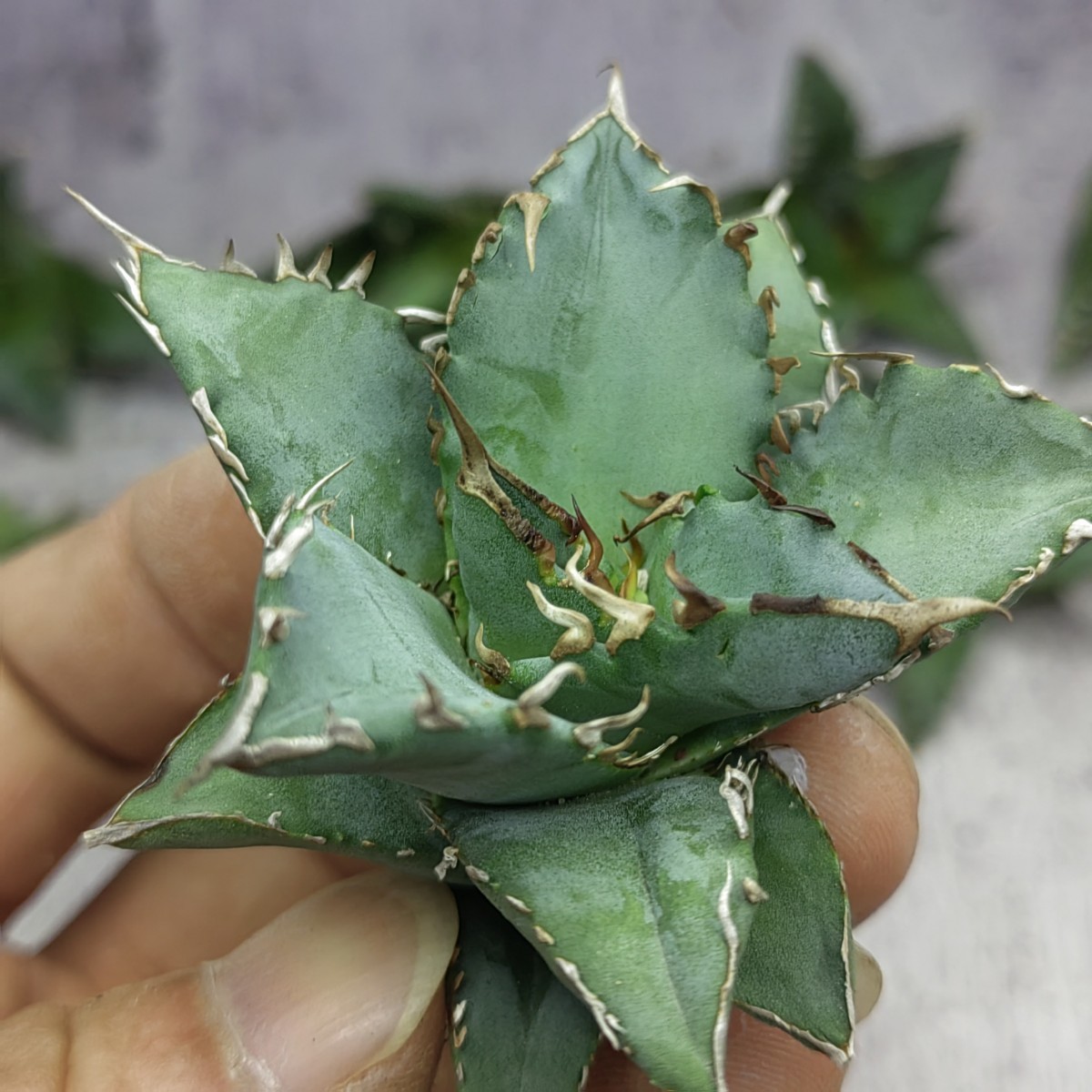 Y459 アガベ agave チタノタ 白鯨 福建白鯨 狂刺 強棘 極上大子株 10株