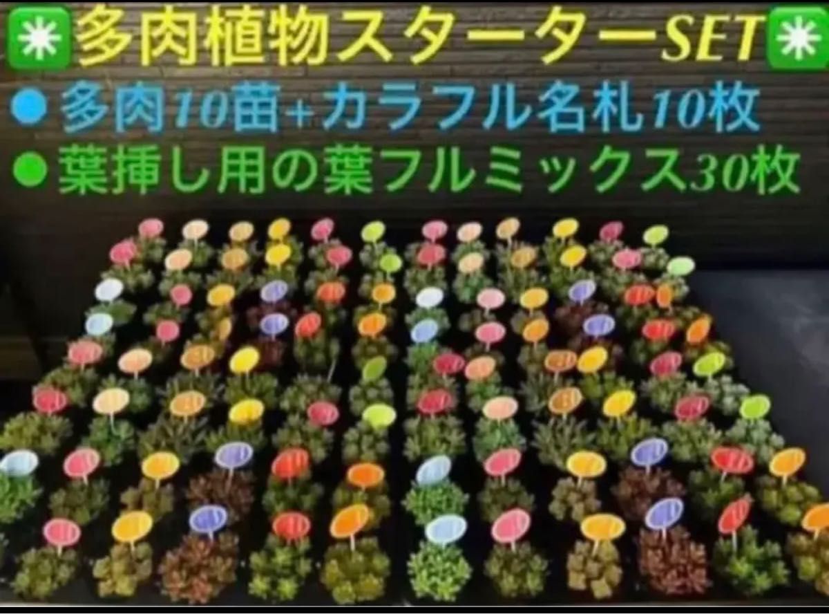 多肉植物スターター SET多肉10種+名札10枚+葉挿し用の葉30枚の豪華フル SET