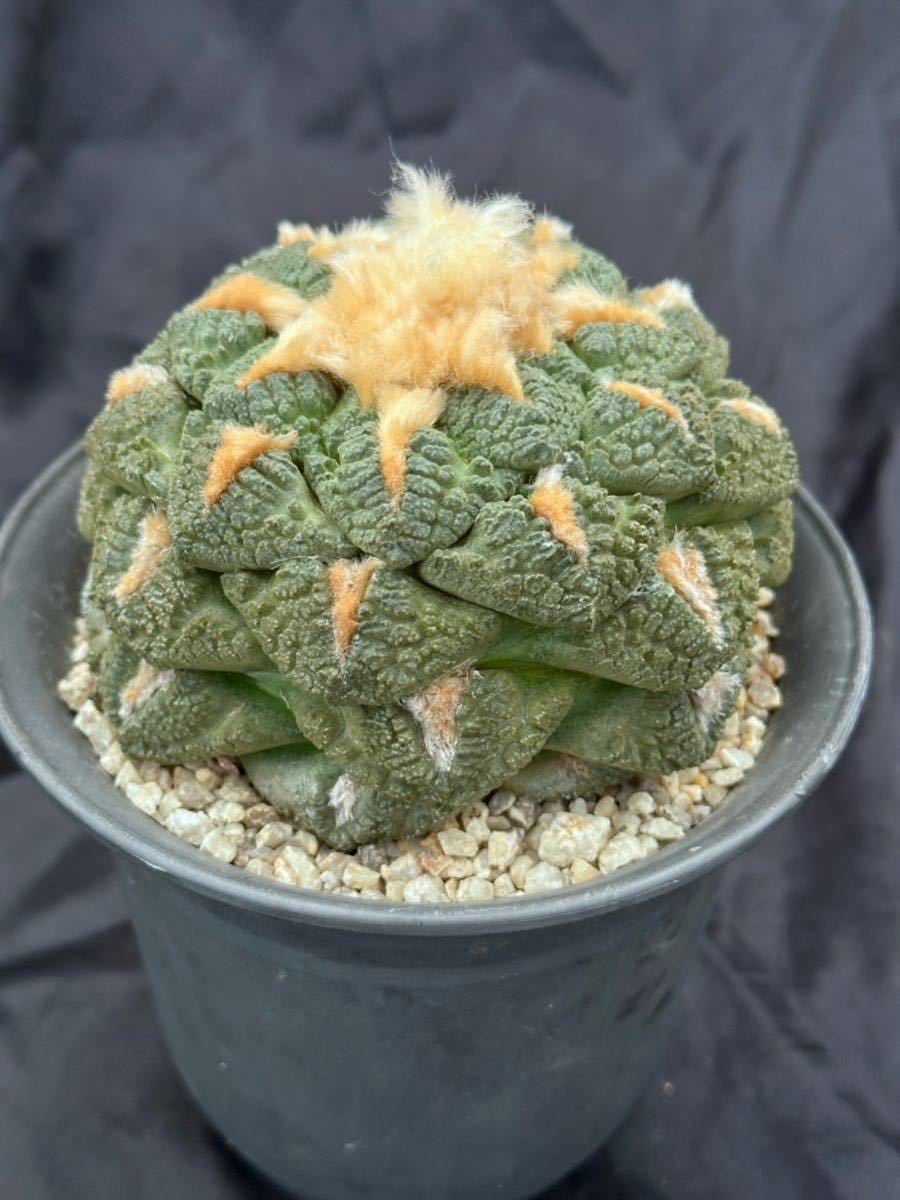 美形亀甲牡丹 アリオカルプス 亀甲ヒントニー ゴジラ 花牡丹 玉 美形亀甲牡丹 アリオカルプス 亀甲ヒントニー ゴジラ 花牡丹 玉