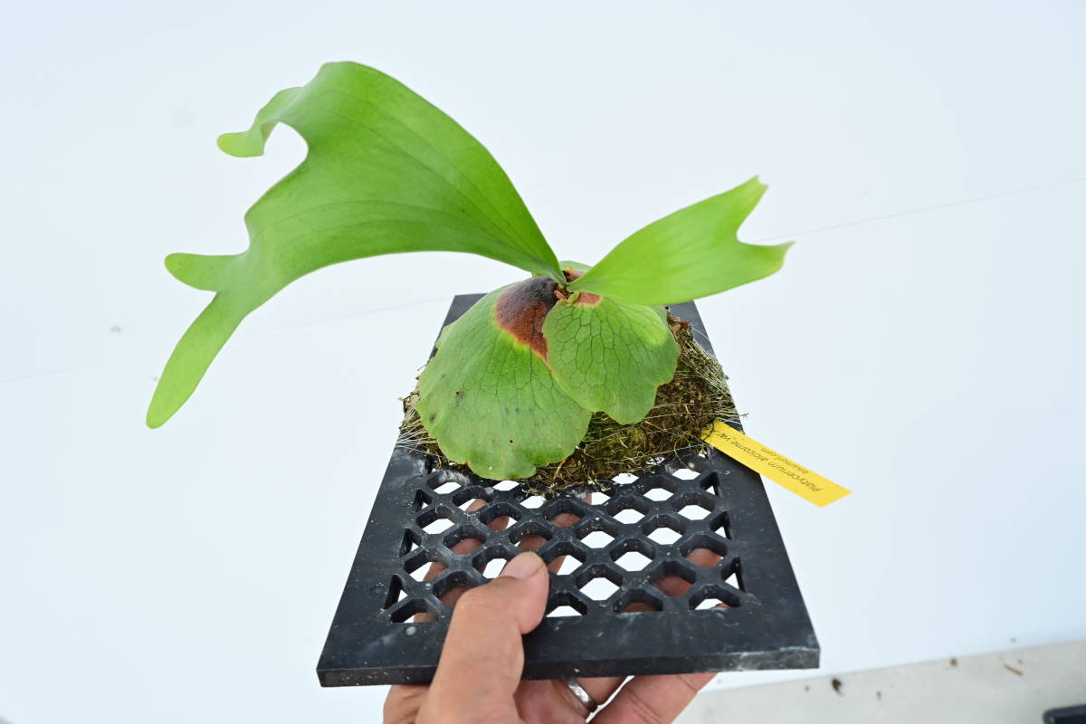 P.alcicorne var.Africa アルシコルネ アフリカ ビカクシダ P.alcicorne var.Africa アルシコルネ アフリカ ビカクシダ