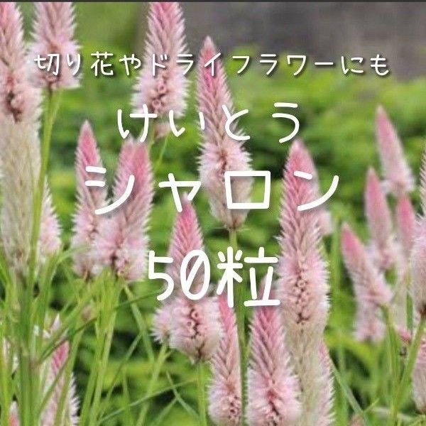 ケイトウ・シャロン ケイトウ・シャロン