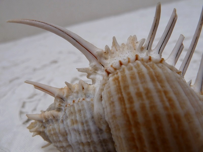 (☆BM)天然物 貝/標本(0629-⑨)原木 置物 オブジェ 横幅14㎝/270g 巻貝 貝殻 観賞用 教材の画像9