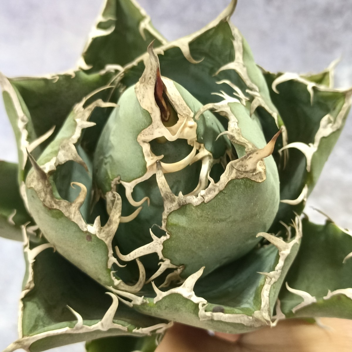 R-173 特選多肉植物アガベagave チタノタ白鯨牡丹葉短葉強棘丸葉包葉型