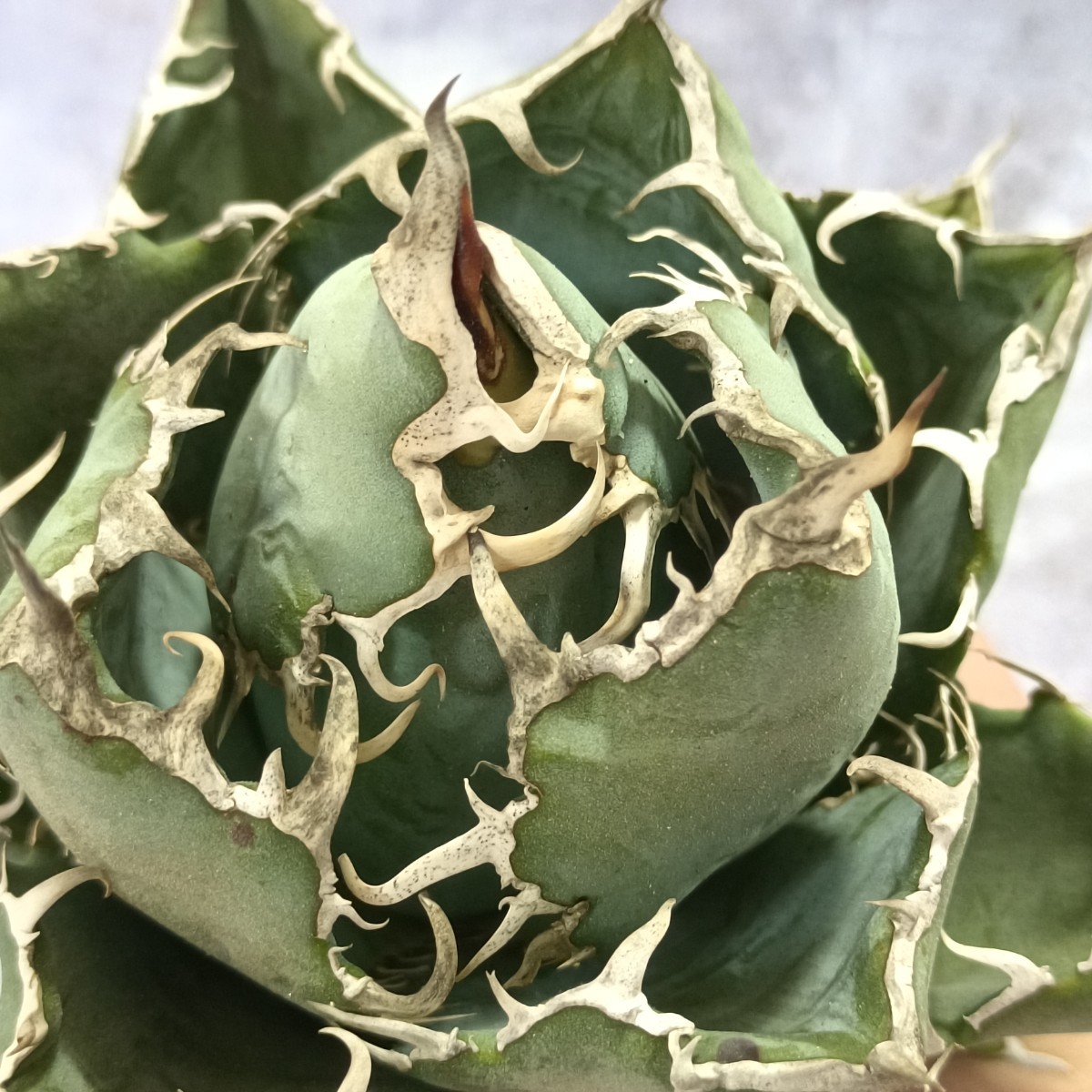 R-173 特選多肉植物アガベagave チタノタ白鯨牡丹葉短葉強棘丸葉包葉型