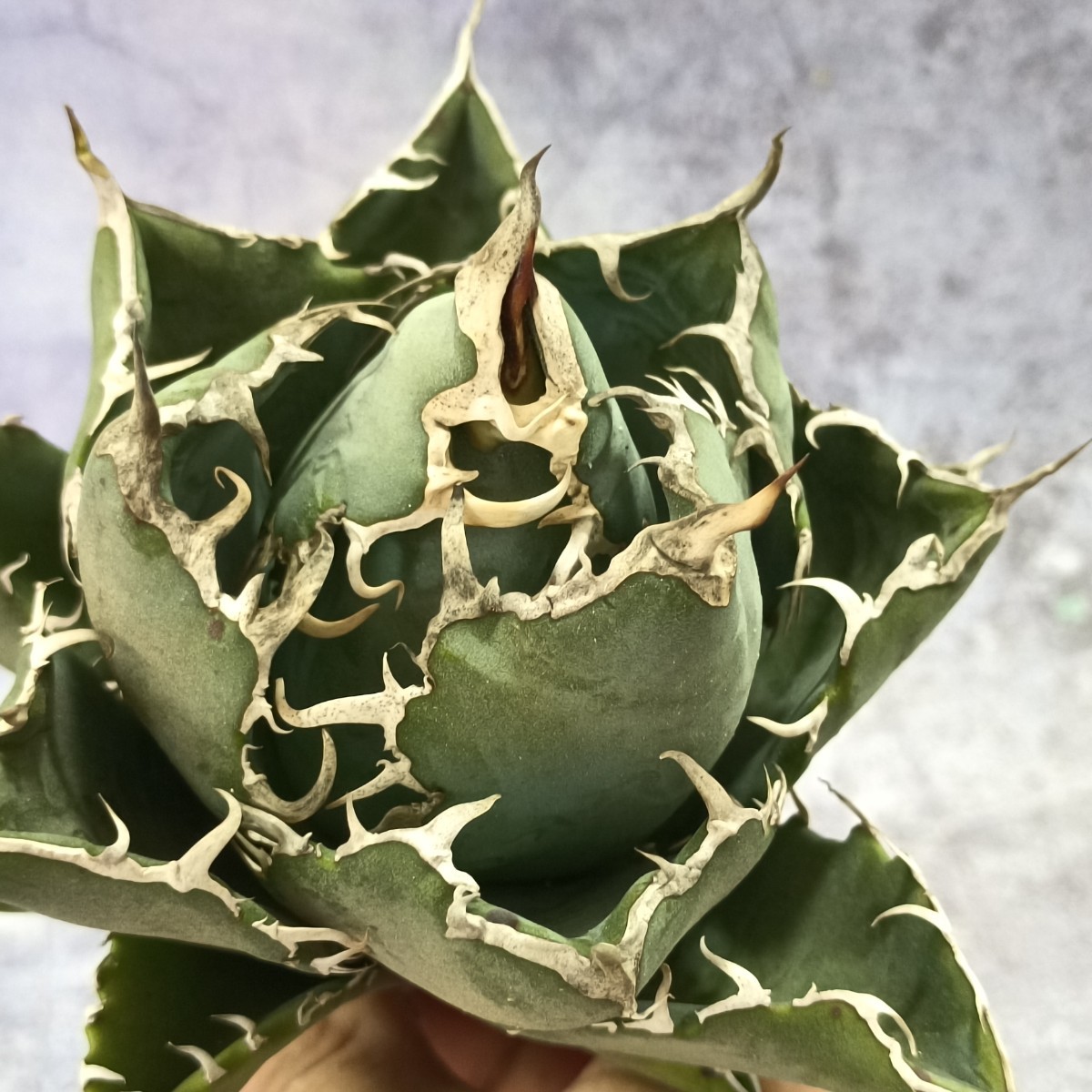 R-173 特選多肉植物アガベagave チタノタ白鯨牡丹葉短葉強棘丸葉包葉型