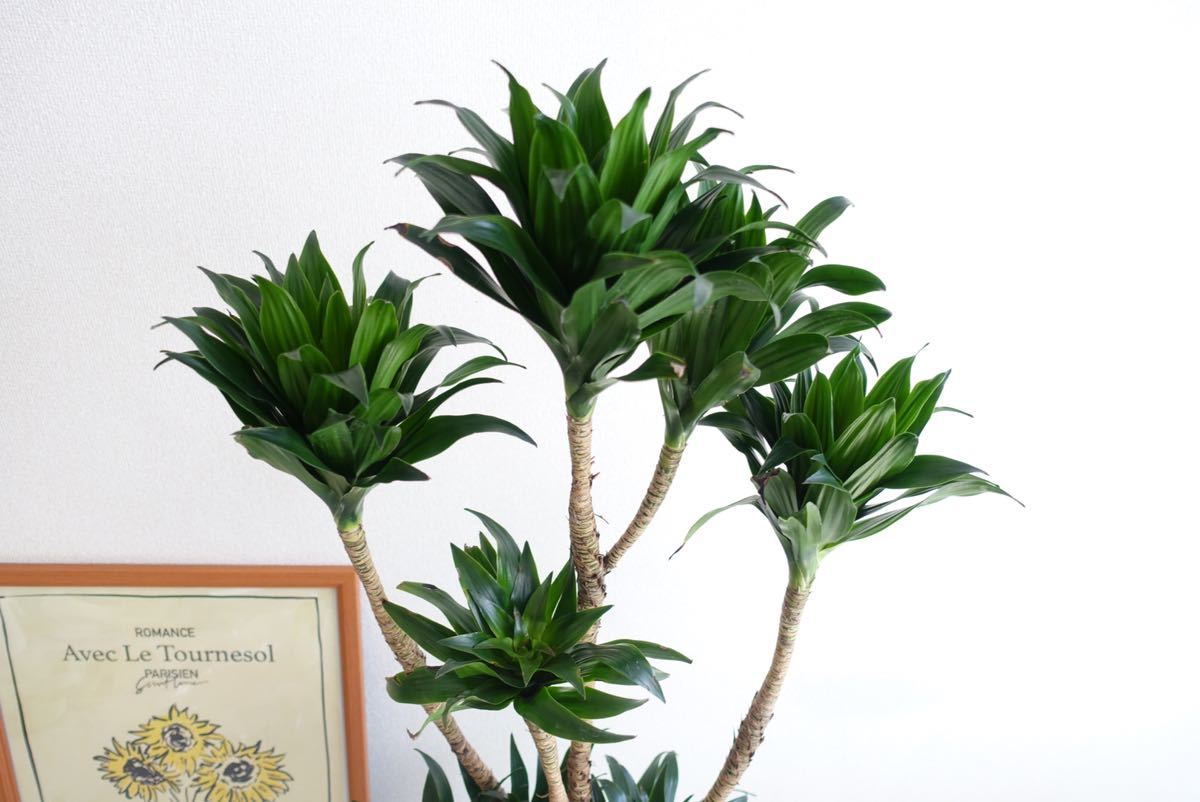 スタイリッシュ ドラセナ コンパクタ 観葉植物 室内 大型 美株です
