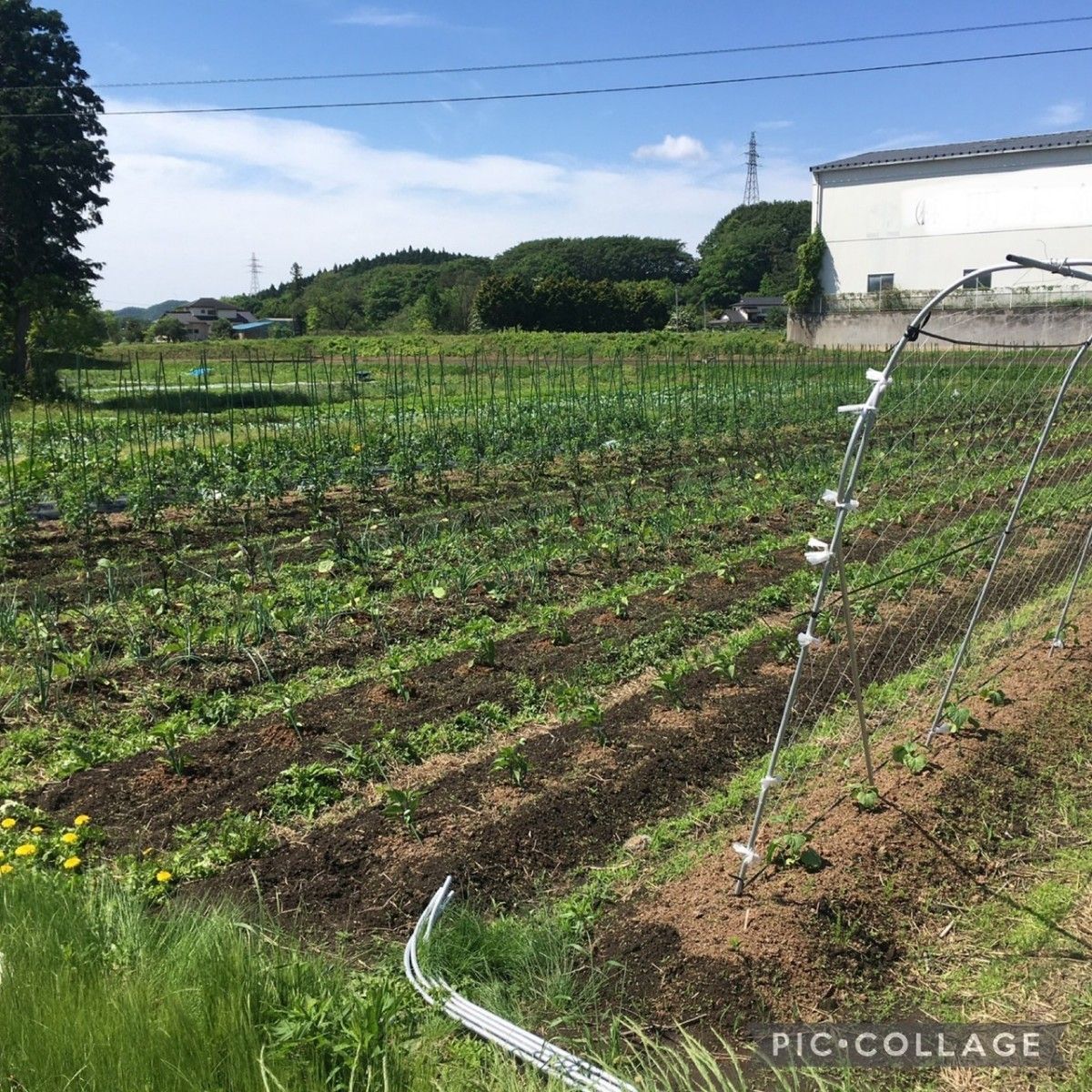 新鮮 旬の野菜セット(夏) 80size 栽培期間中農薬・化学肥料不使用