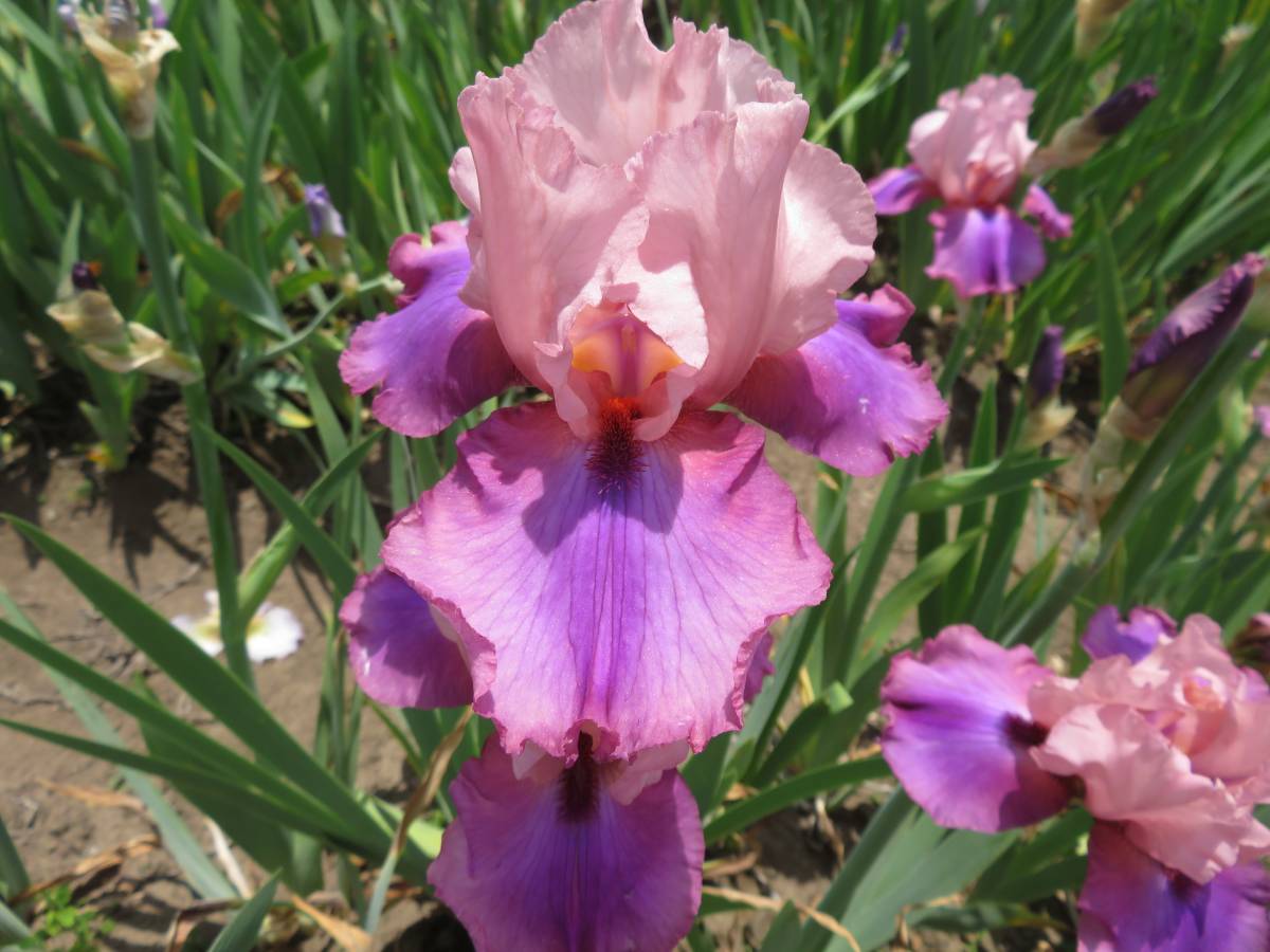  german Iris красный фиолетовый. уникальность . атмосфера. цвет en коричневый nting