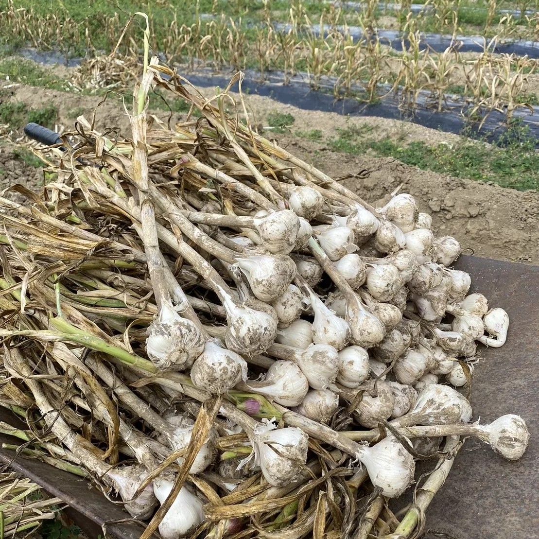 乾燥ニンニク  北海道産農薬・化学肥料不使用 ニューホワイト六